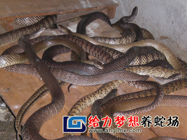 水律蛇