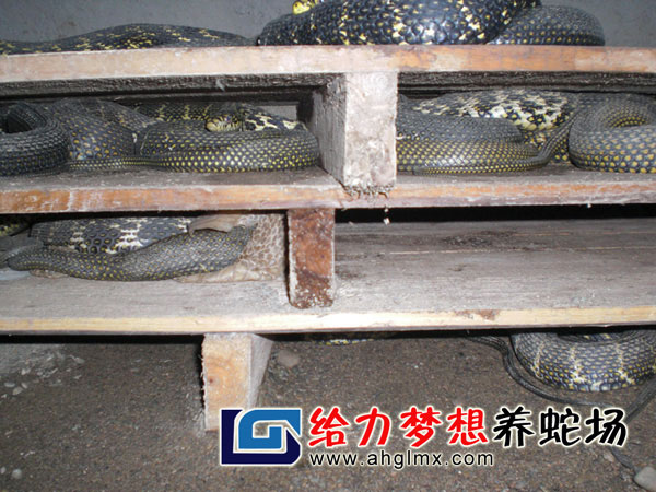 大王蛇養殖